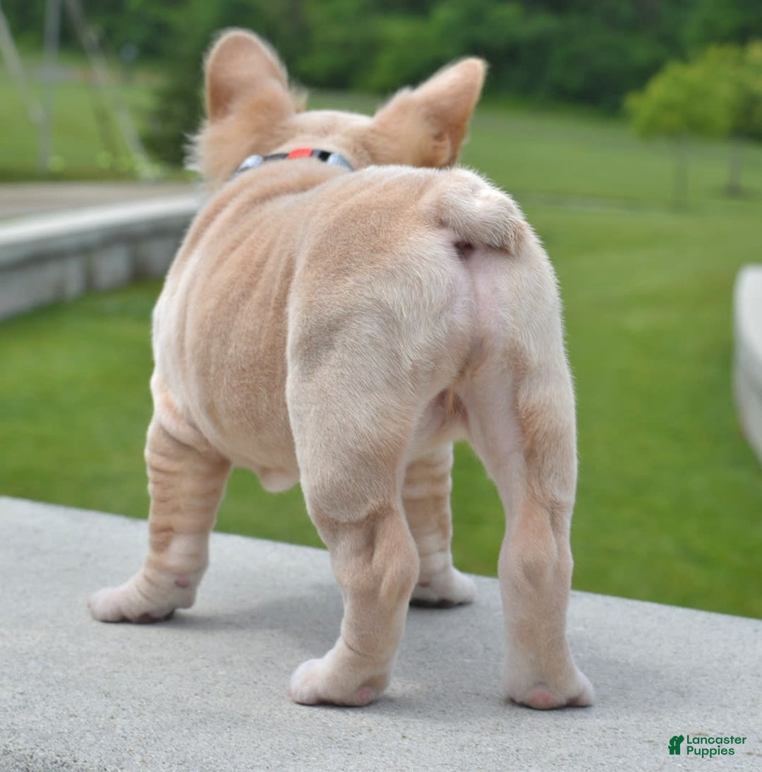 French Bulldog dogs for sale: Rayna Big Rope Velvet Fluffy - Image 10