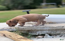 American Bully dogs for sale: Brutus - Image 2