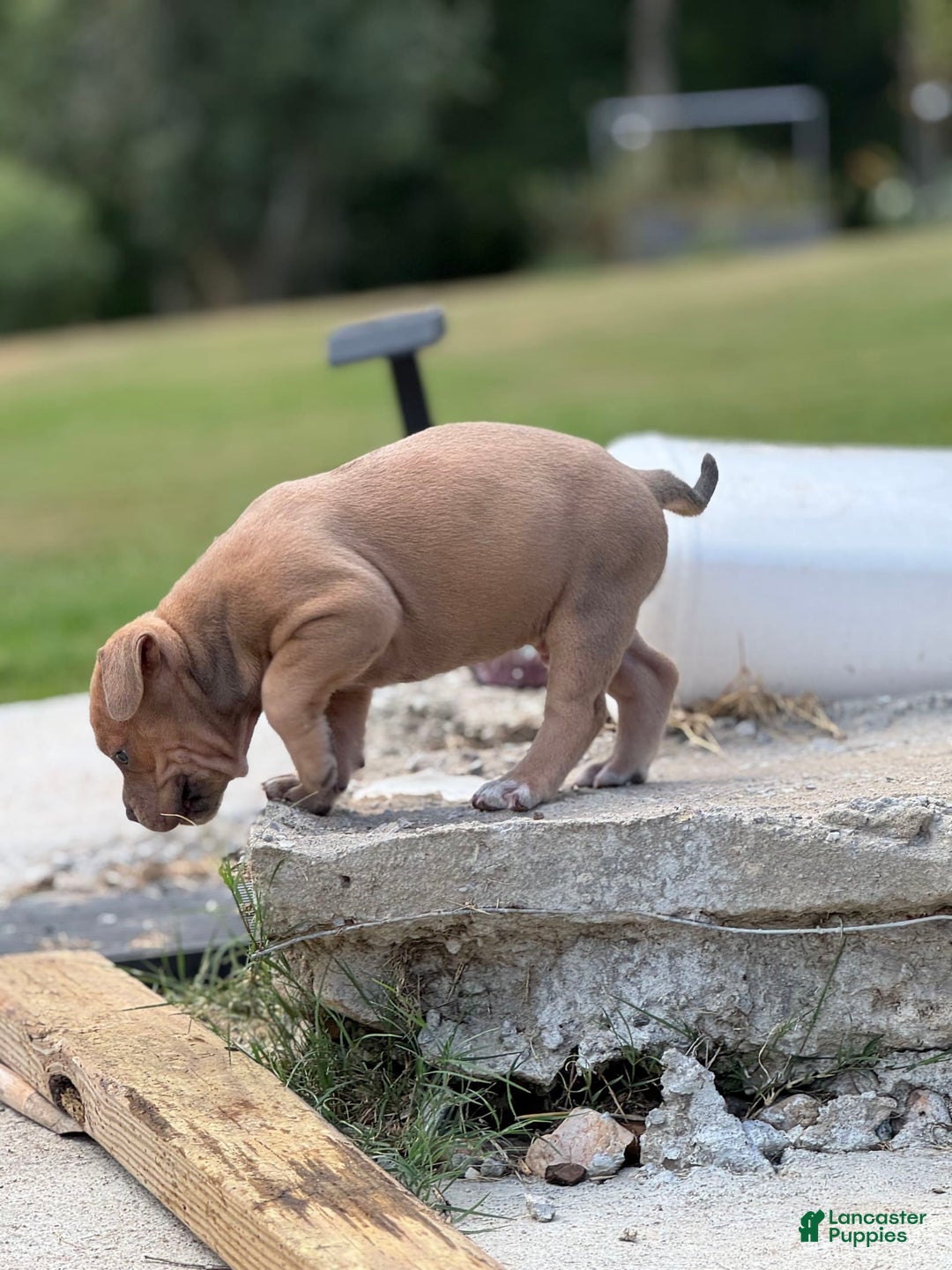 American Bully dogs for sale: Brutus - Image 2