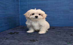 Shihpoo dogs for sale: Cedric - Image 27