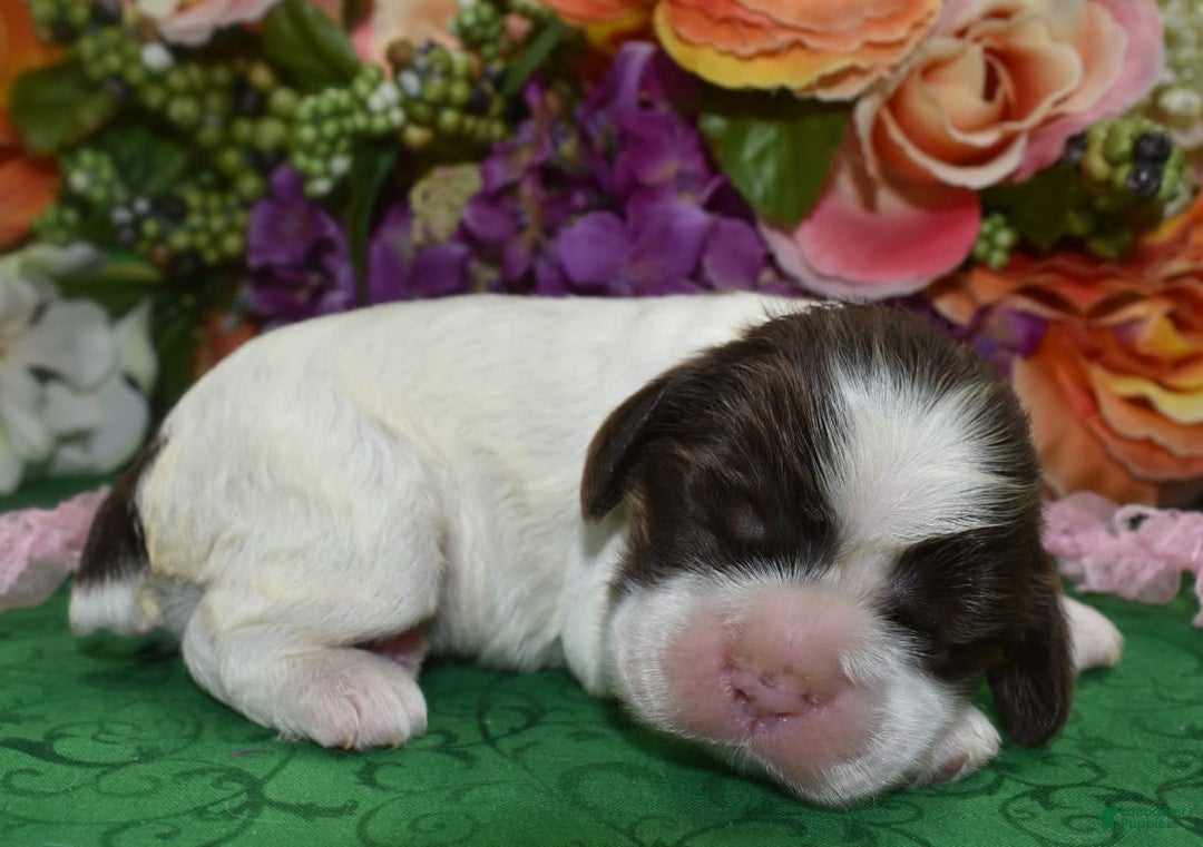 Cocker Spaniel dogs for sale: Biancachocolatetanparticockerpuppy - Image 4