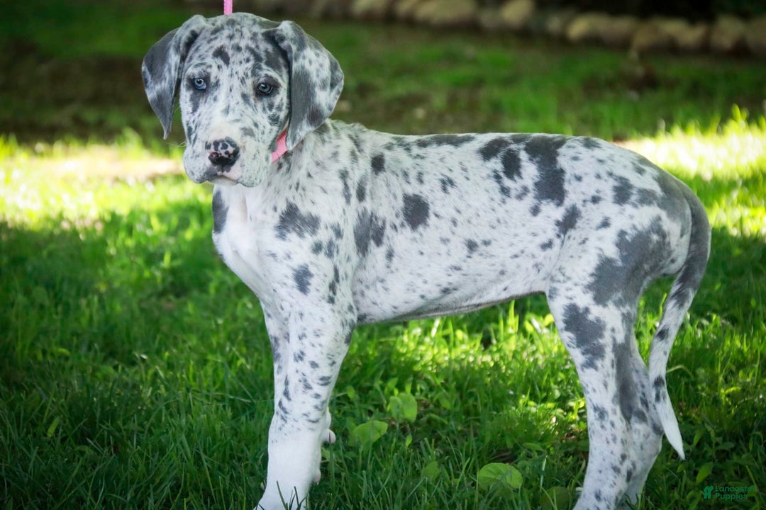 Great Dane dogs for sale: Jamaica - Image 15