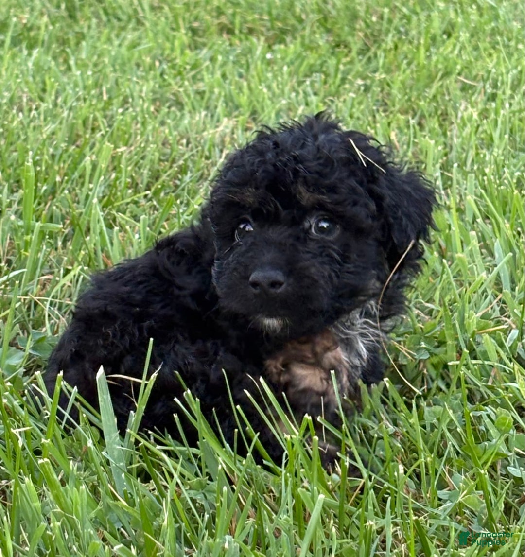 Aussiedoodle dogs for sale: Richie - Image 16