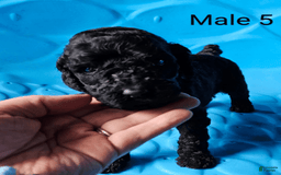 Standard Poodle dogs for sale: Male 5 - Image 2