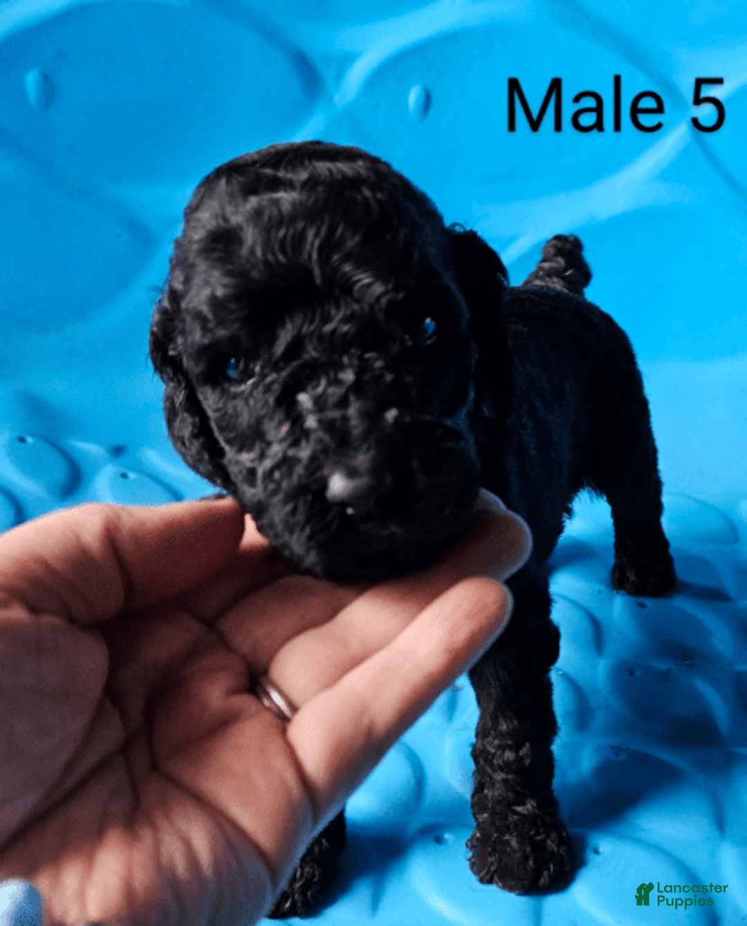 Standard Poodle dogs for sale: Male 5 - Image 2