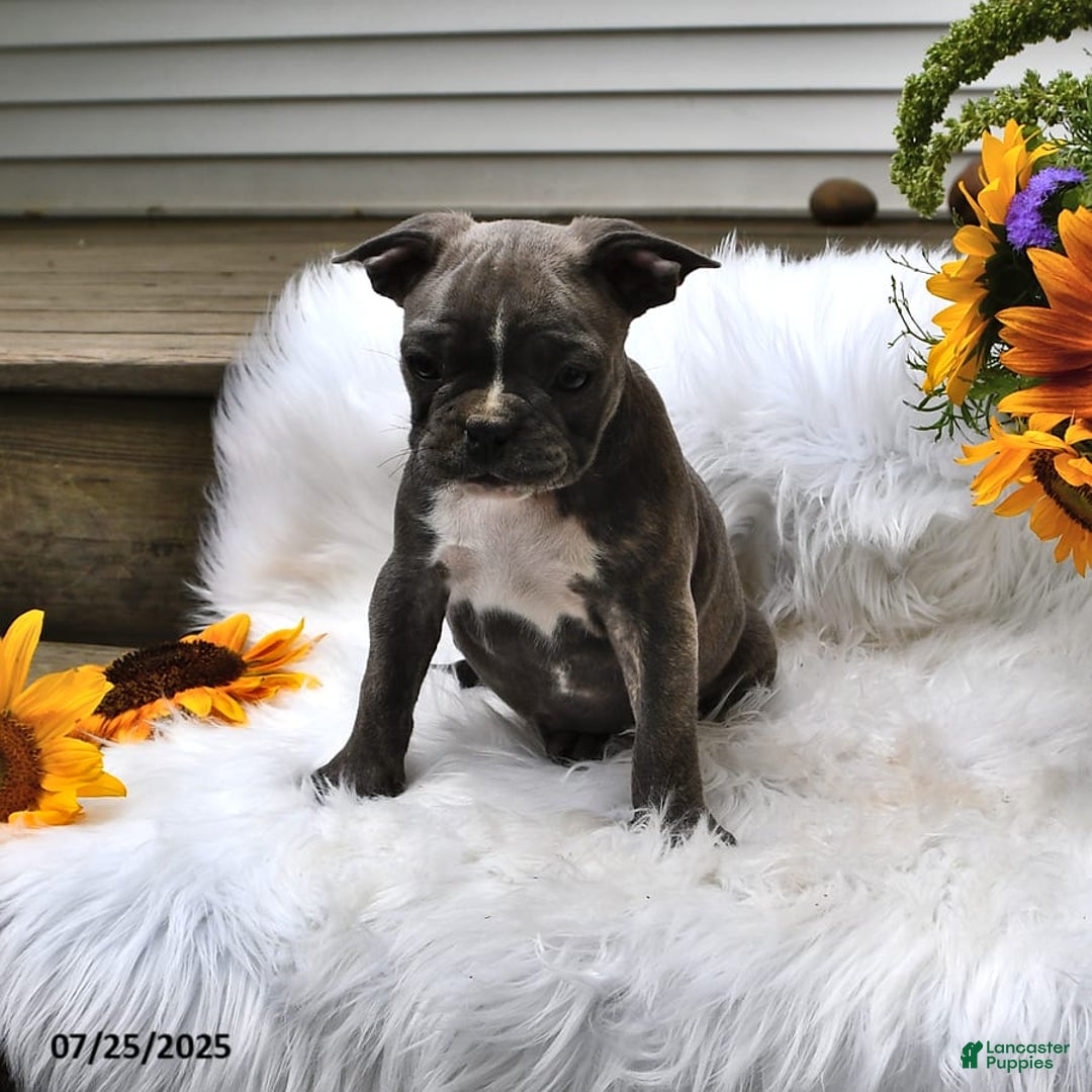 Frenchton dogs for sale: Ranger - Image 11
