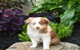 Miniature Australian Shepherd dogs for sale: Champion - Image 8