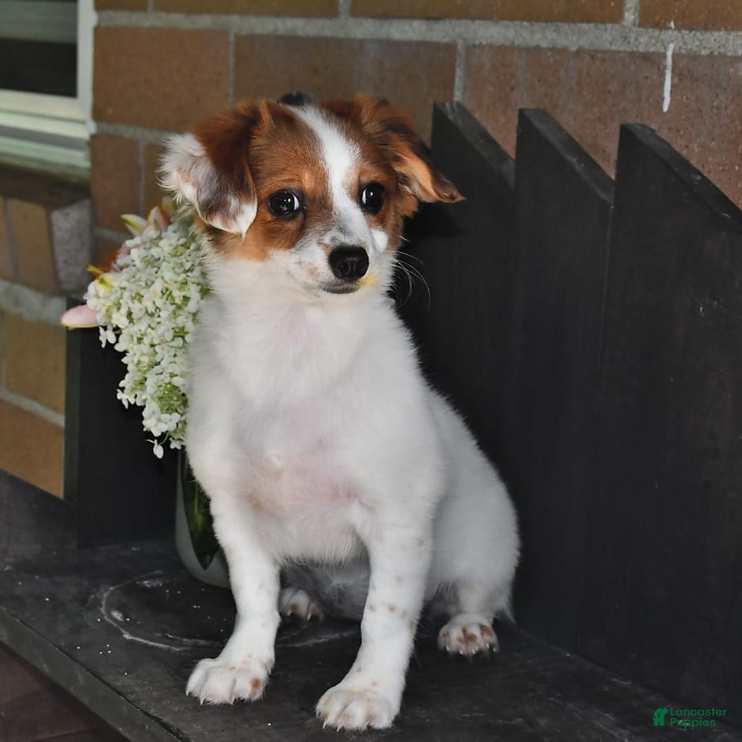 Havanese dogs for sale: Bessy - Image 19