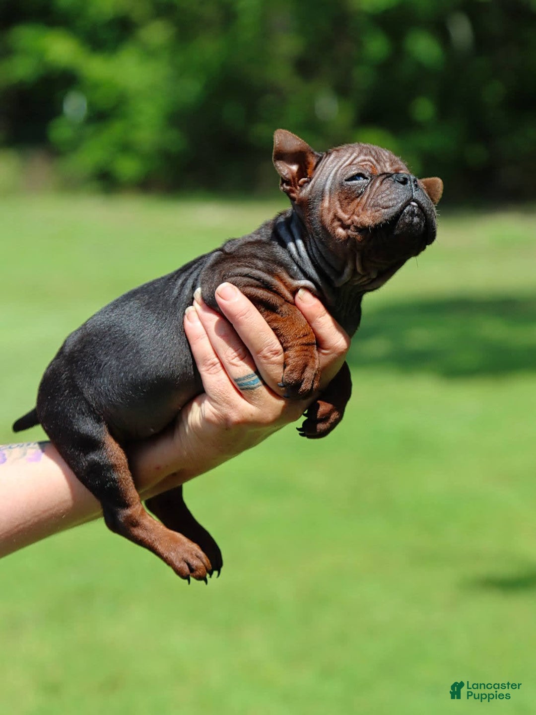 Shar Pei dogs for sale: Chongqin - Image 8