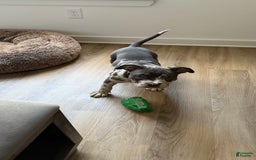 American Bully dogs for sale: Ryder - Image 3