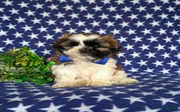Shih Tzu dogs for sale: Dale - Image 2