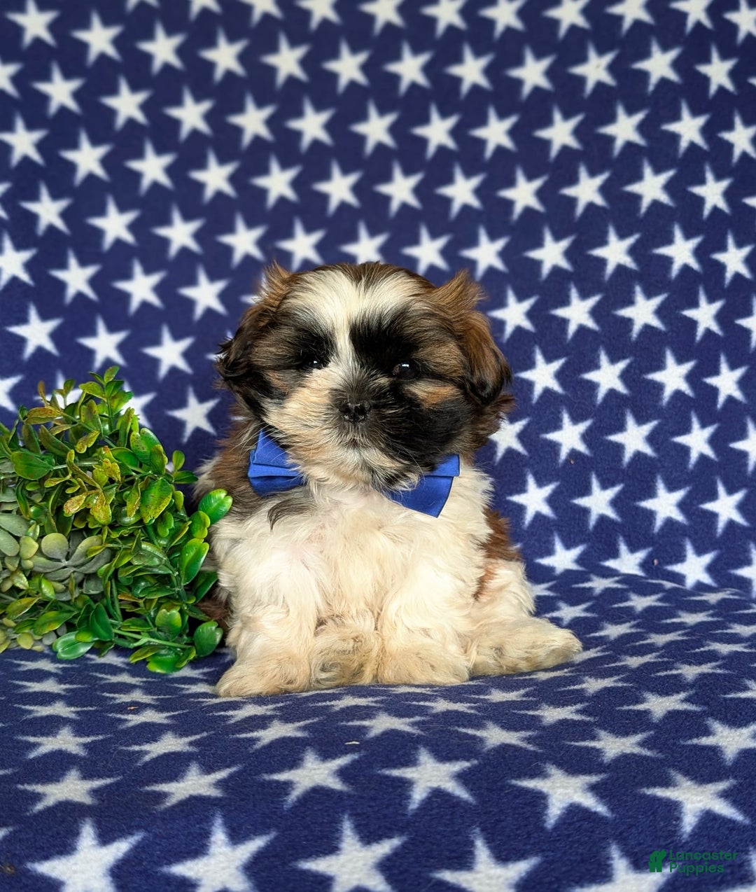 Shih Tzu dogs for sale: Dale - Image 2