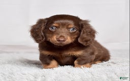 Miniature Dachshund dogs for sale: Mr. Sammy - Image 7