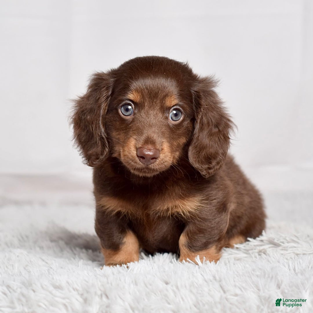 Miniature Dachshund dogs for sale: Mr. Sammy - Image 7