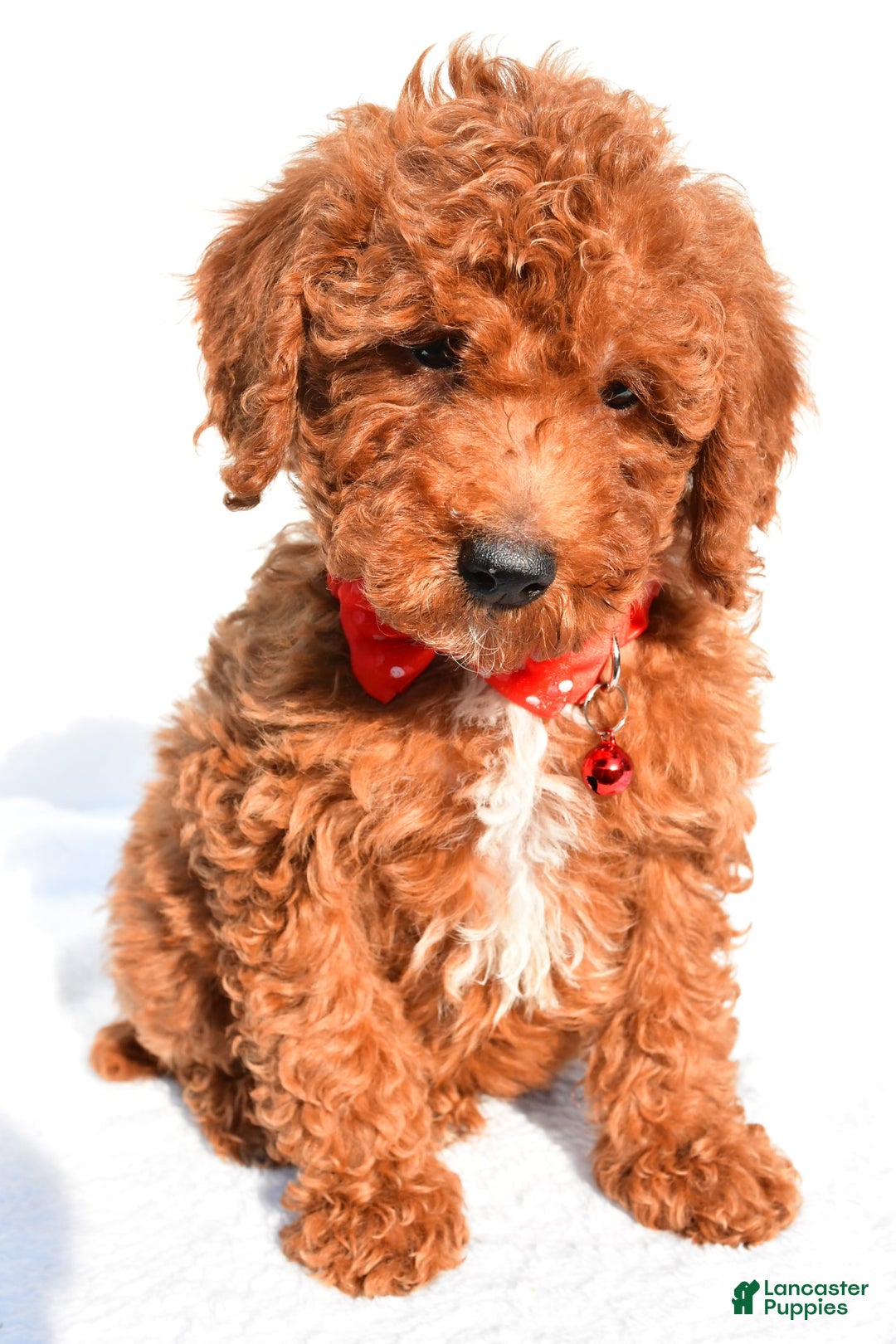 Miniature Poodle dogs for sale: Miniature Poodle 5 puppies - Image 10