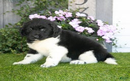 Newfoundland dogs for sale: Trixie - Image 1
