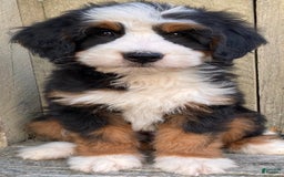 Mini Bernedoodle dogs for sale: 💛 Boston Ma 💛 Mini Bernedoodle - Image 15