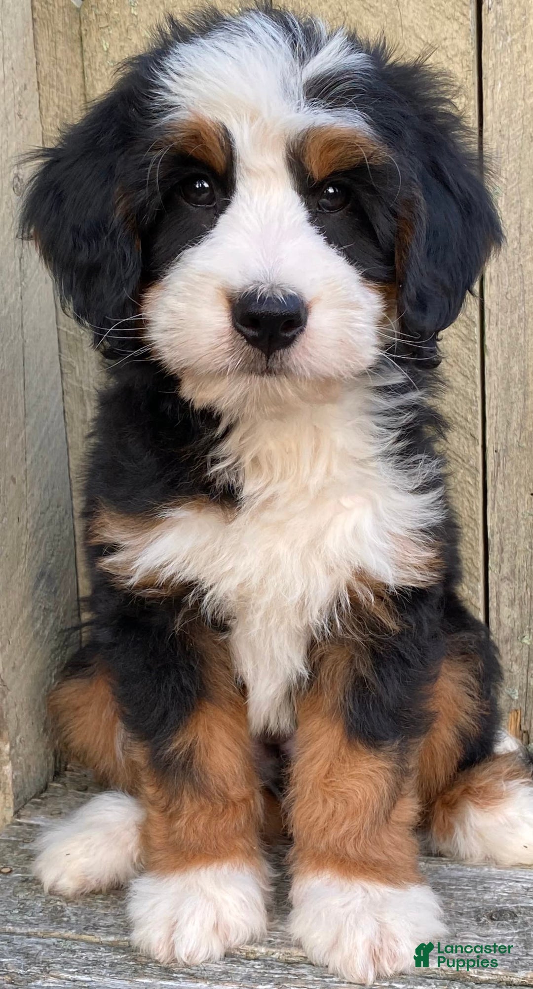 Mini Bernedoodle dogs for sale: 💛 Boston Ma 💛 Mini Bernedoodle - Image 15