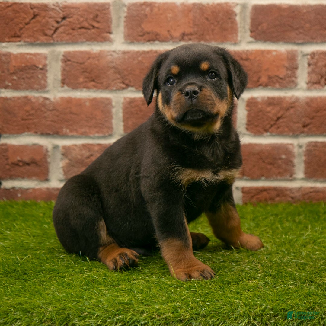 Rottweiler dogs for sale: Elliot - Image 3