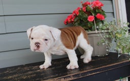 English Bulldog dogs for sale: Ruffles - Image 6