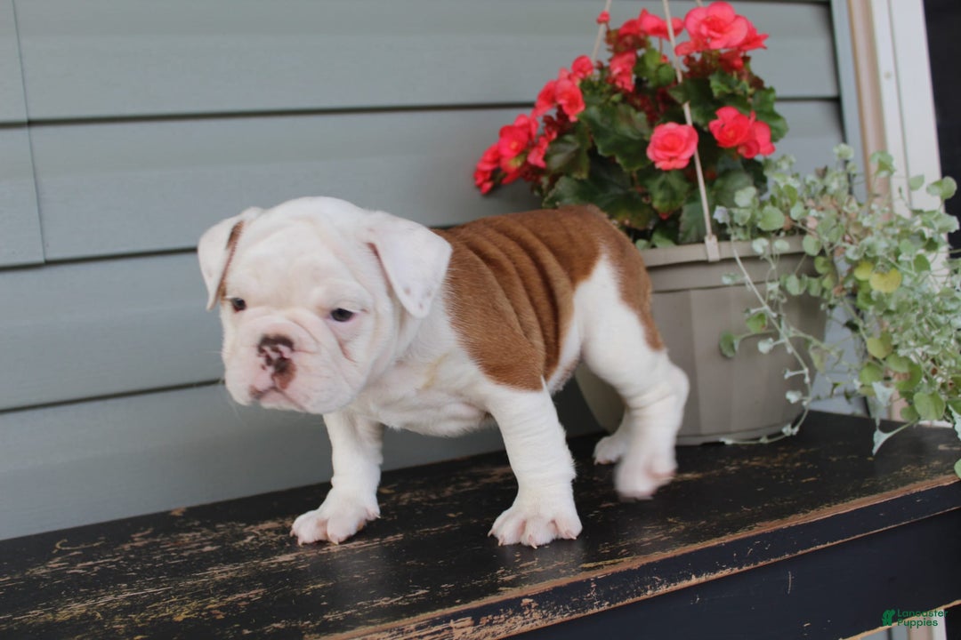 English Bulldog dogs for sale: Ruffles - Image 6