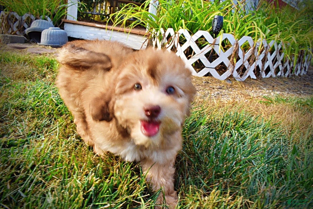 Havapoo dogs for sale: Kewtie - Image 5