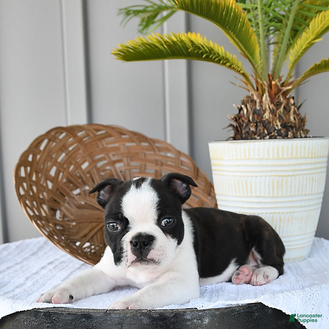 Boston Terrier dogs for sale: Blitz - Image 4