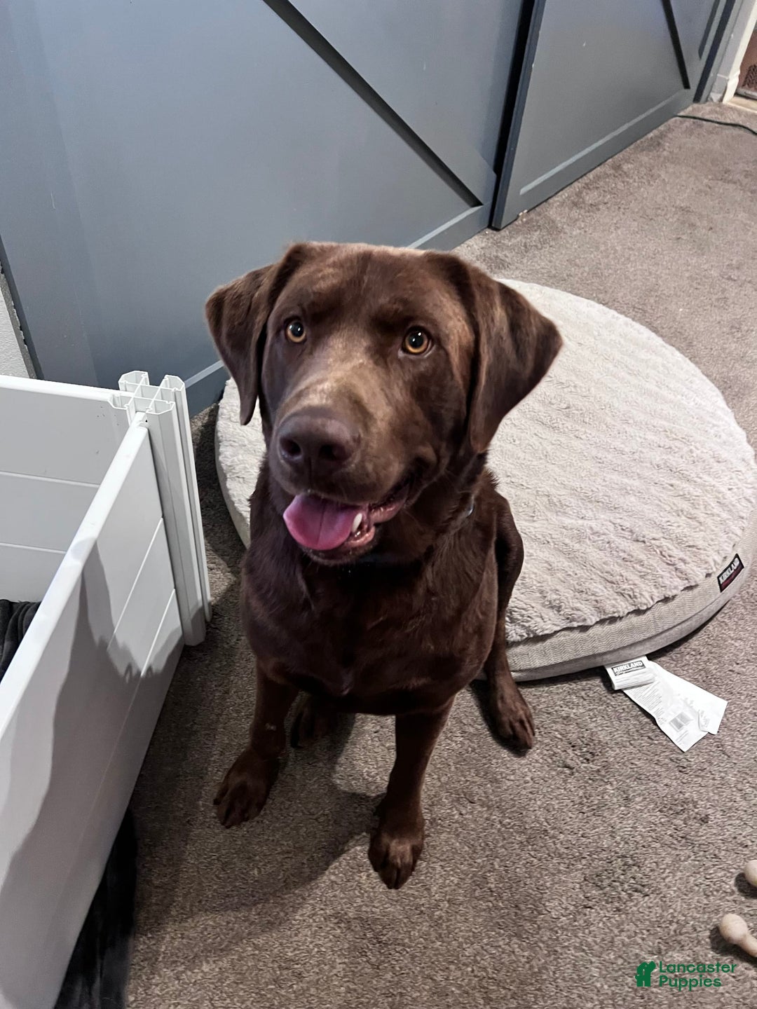 Labrador Retriever dogs for sale: Pepper - Image 6