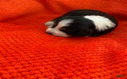 Australian Shepherd dogs for sale: Annie Oakley - Image 4