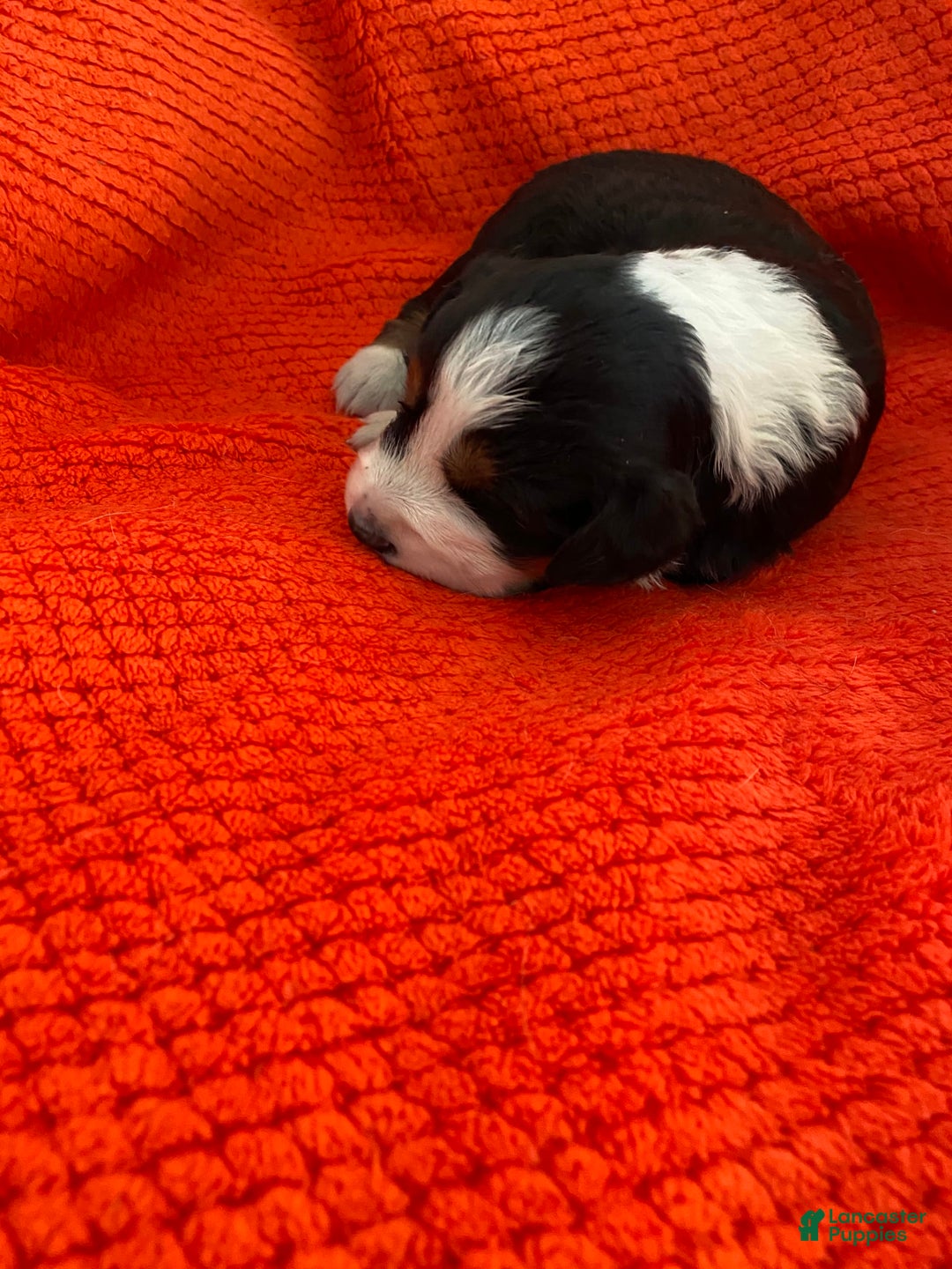 Australian Shepherd dogs for sale: Annie Oakley - Image 4