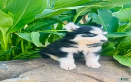 Siberian Husky dogs for sale: Bridgett - Image 1