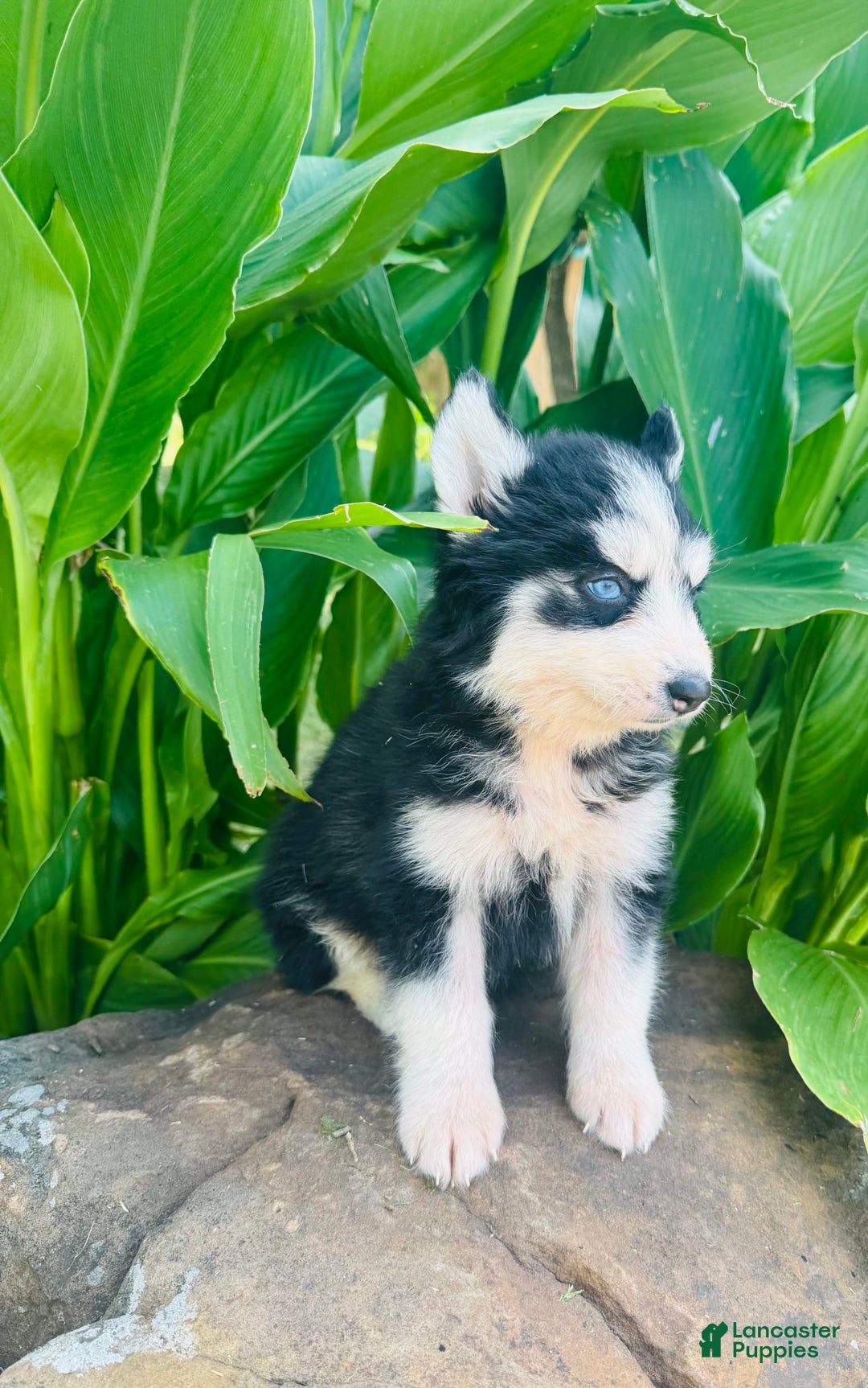 Siberian Husky dogs for sale: Bridgett - Image 1