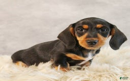 Dachshund dogs for sale: Snoopy - Image 3