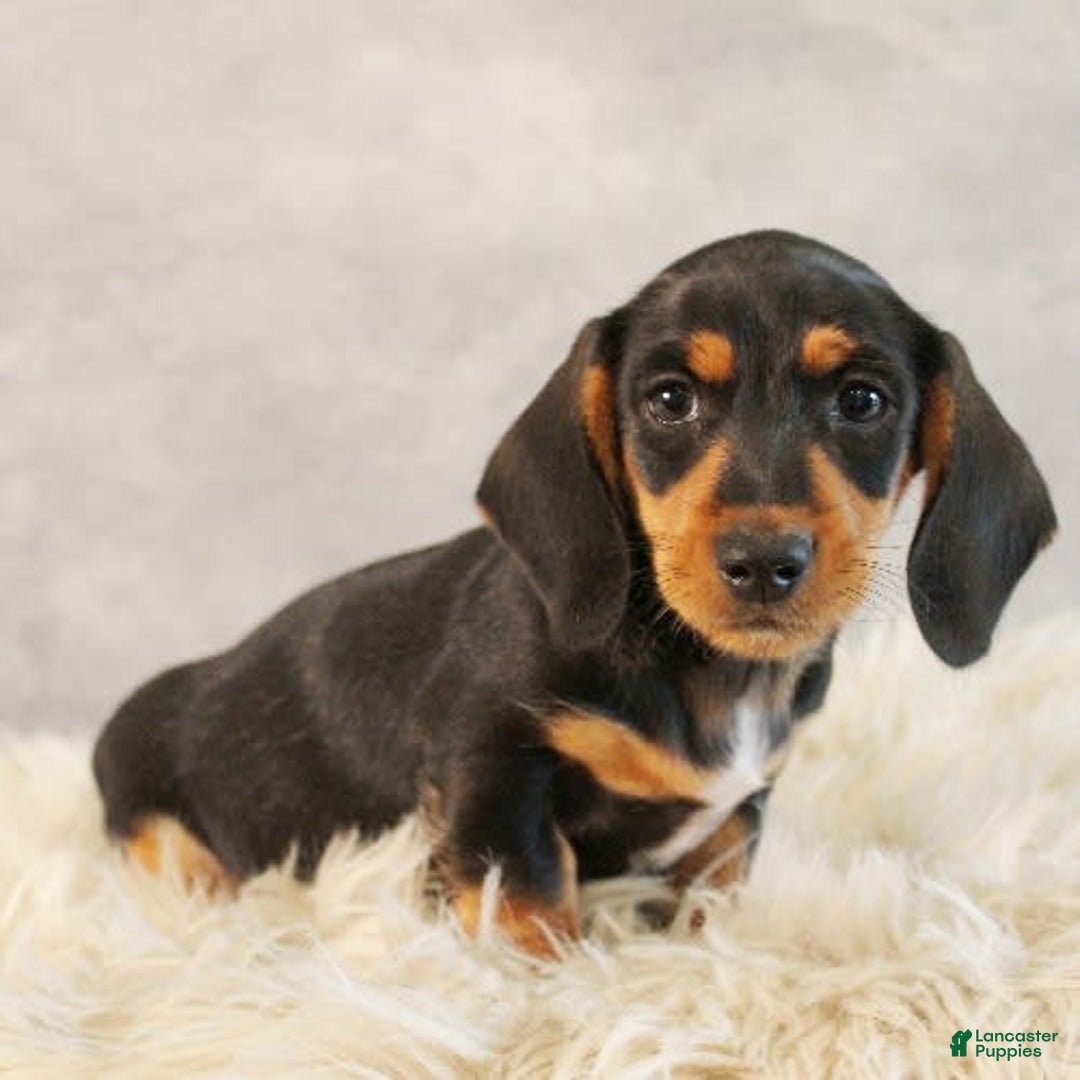 Dachshund dogs for sale: Snoopy - Image 3