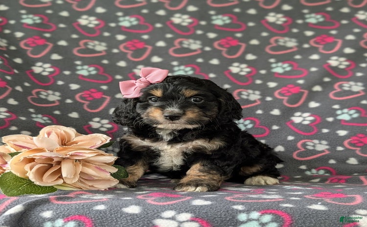 Cockapoo dogs for sale - Ad 5