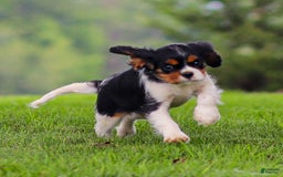 Cavalier King Charles Spaniel dogs for sale: Bailey - Image 8