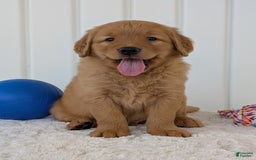 Golden Retriever dogs for sale: Porter - Image 22