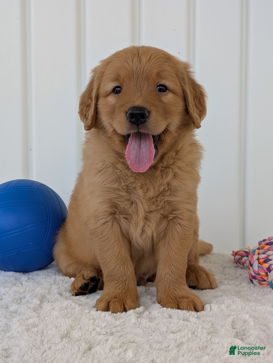 Golden Retriever dogs for sale: Porter - Image 22