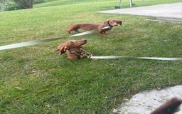 Dachshund dogs for sale: Tiny - Image 5