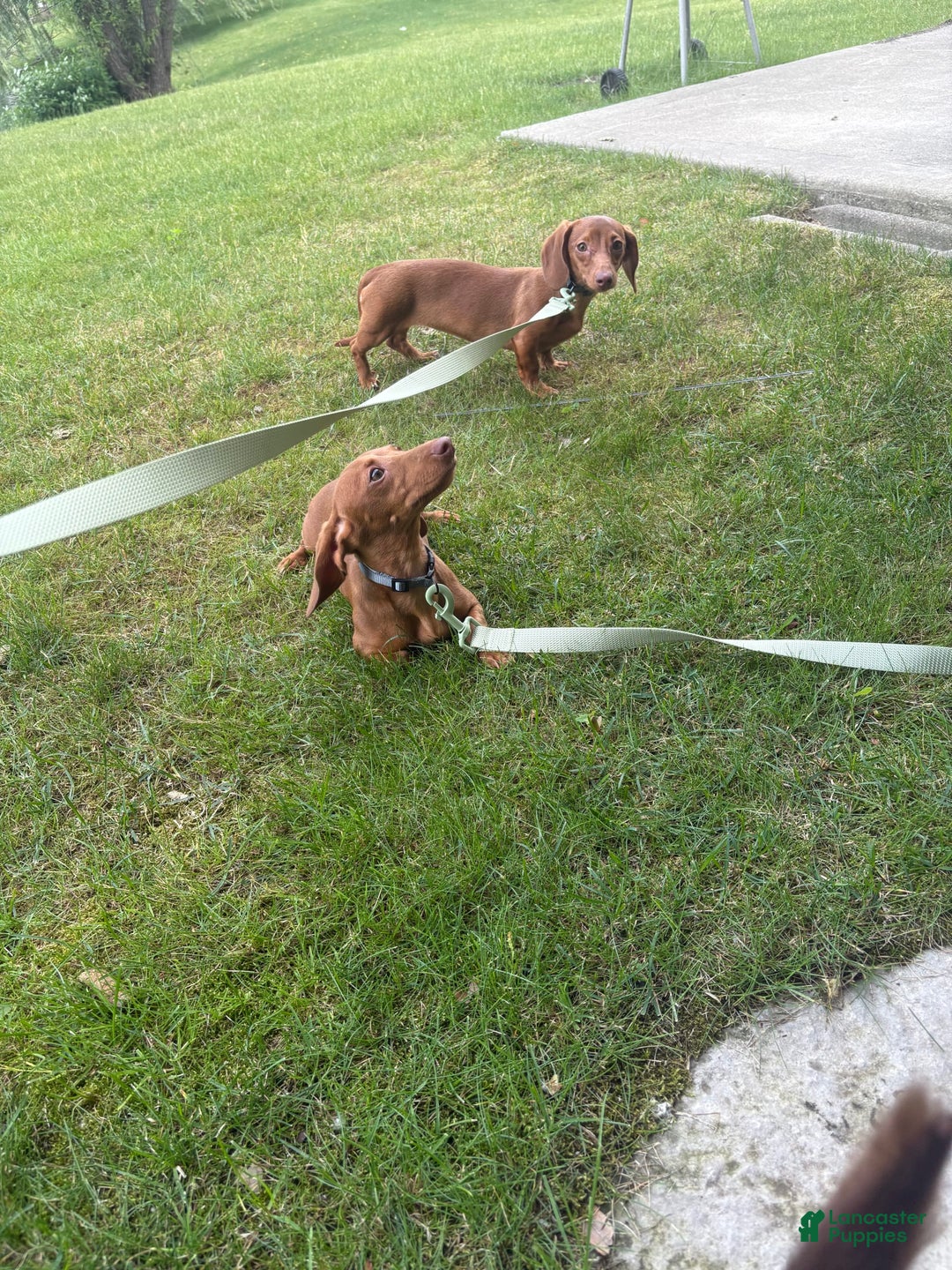 Dachshund dogs for sale: Tiny - Image 5