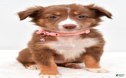 Australian Shepherd dogs for sale: Roxy - Image 3