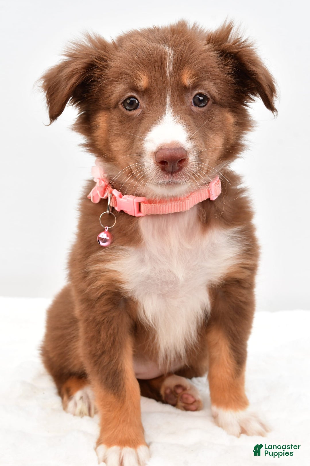 Australian Shepherd dogs for sale: Roxy - Image 3