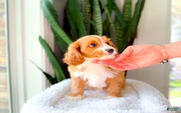 Cavapoo dogs for sale: Yara - Image 7
