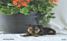 Yorkshire Terrier dogs for sale: Kilo - Image 1