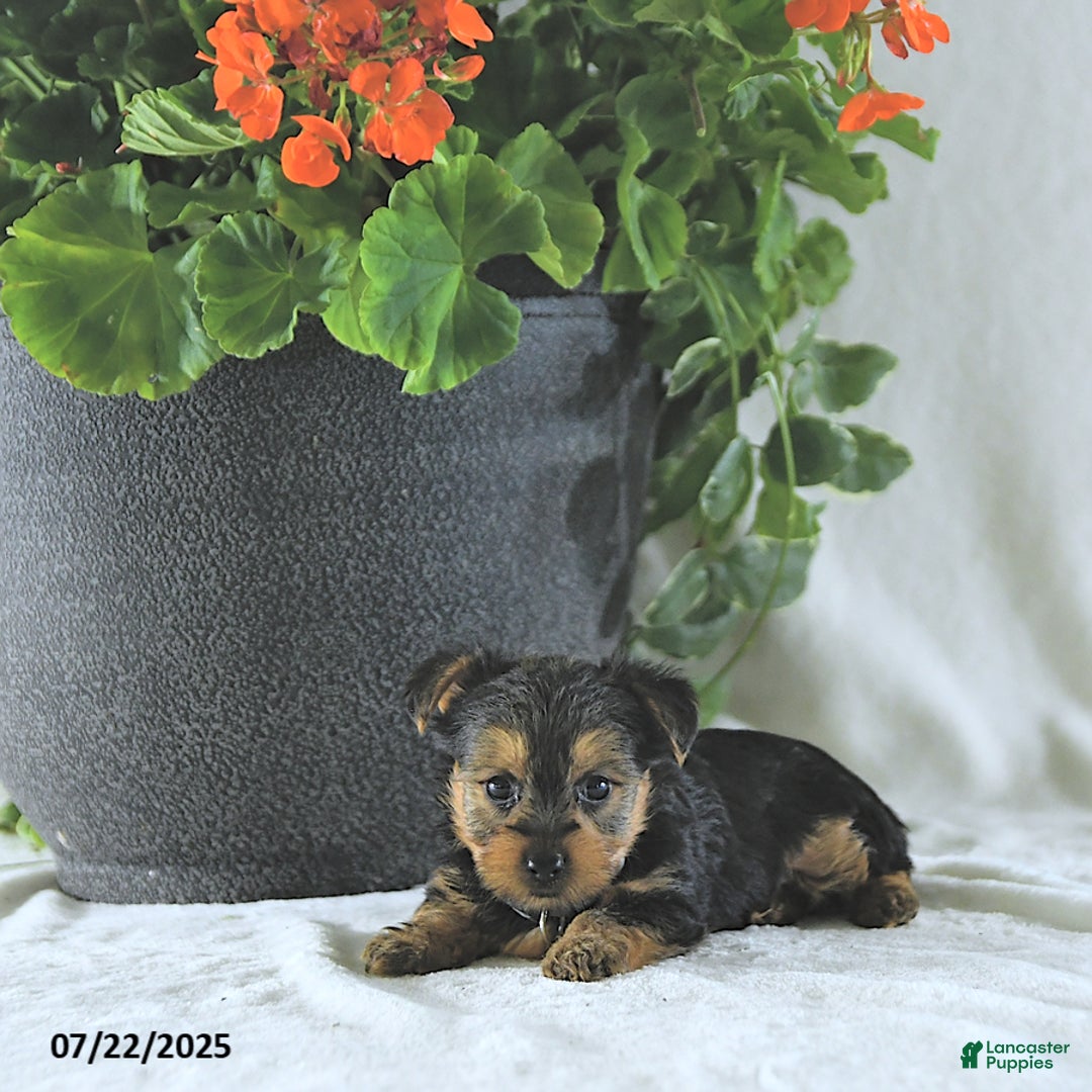 Yorkshire Terrier dogs for sale: Kilo - Image 1