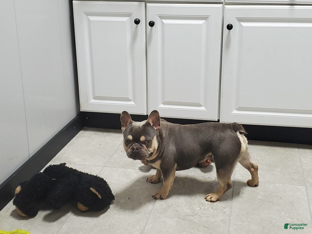 French Bulldog dogs for sale: Lindy - Image 8