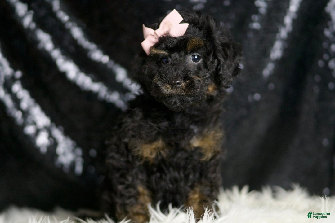 Miniature Poodle dogs for sale: Trinity - Image 4