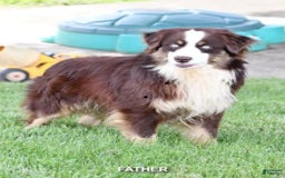 Australian Shepherd dogs for sale: Charli - Image 10