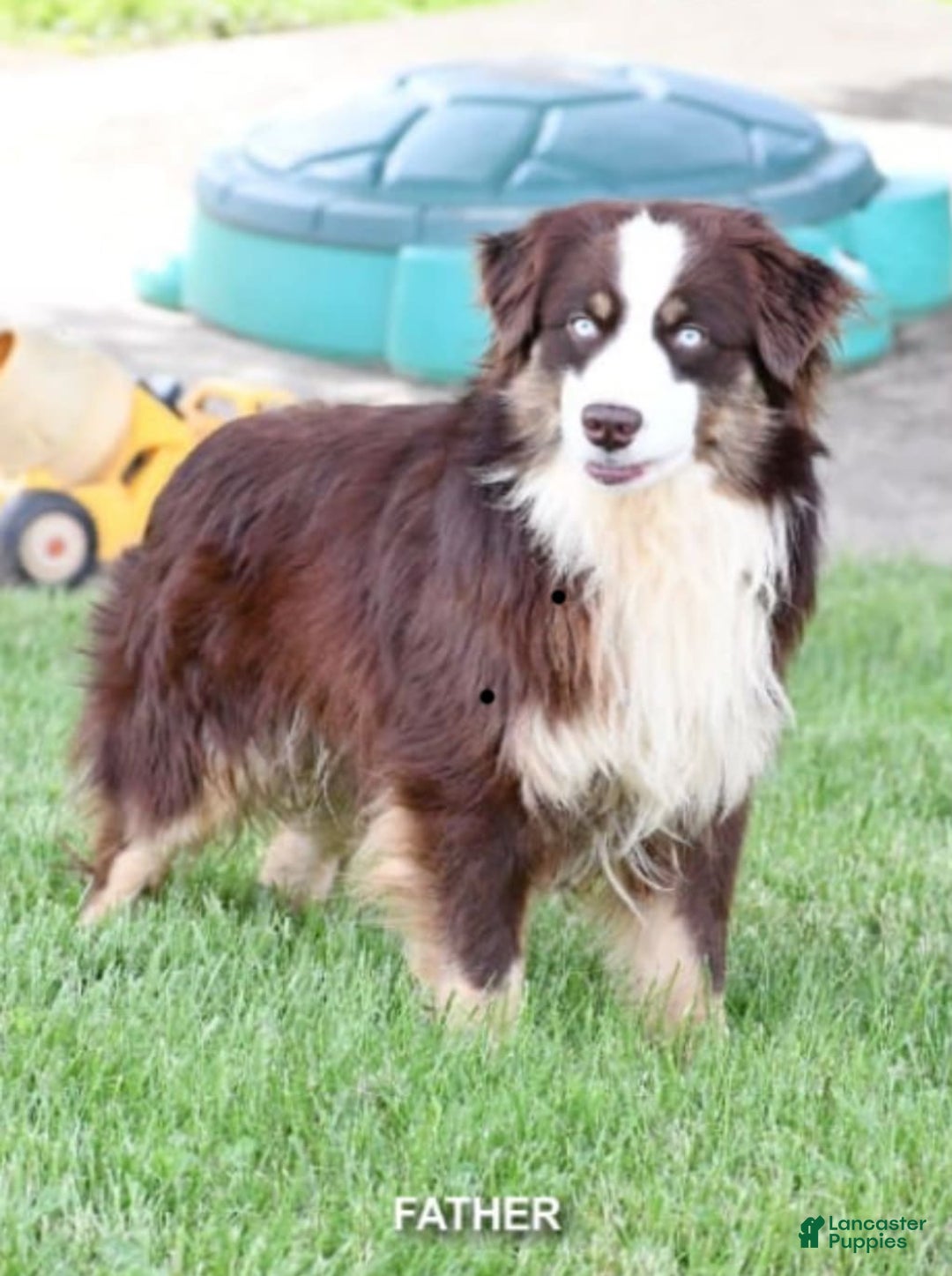 Australian Shepherd dogs for sale: Charli - Image 10