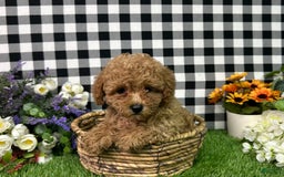 Miniature Poodle dogs for sale: Mila - Image 6